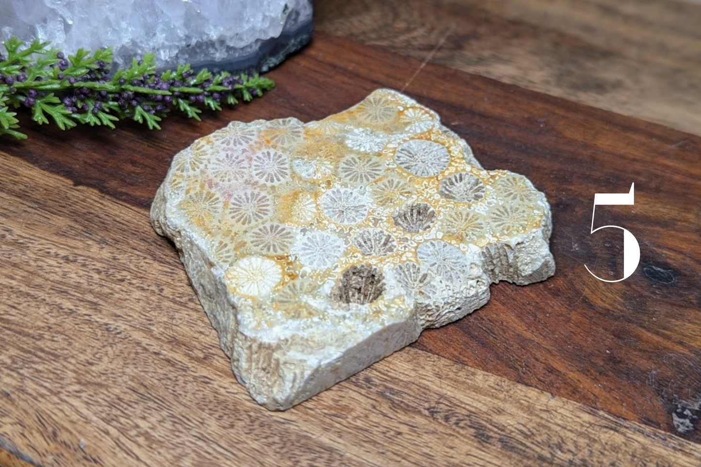 Fossil Coral Slab