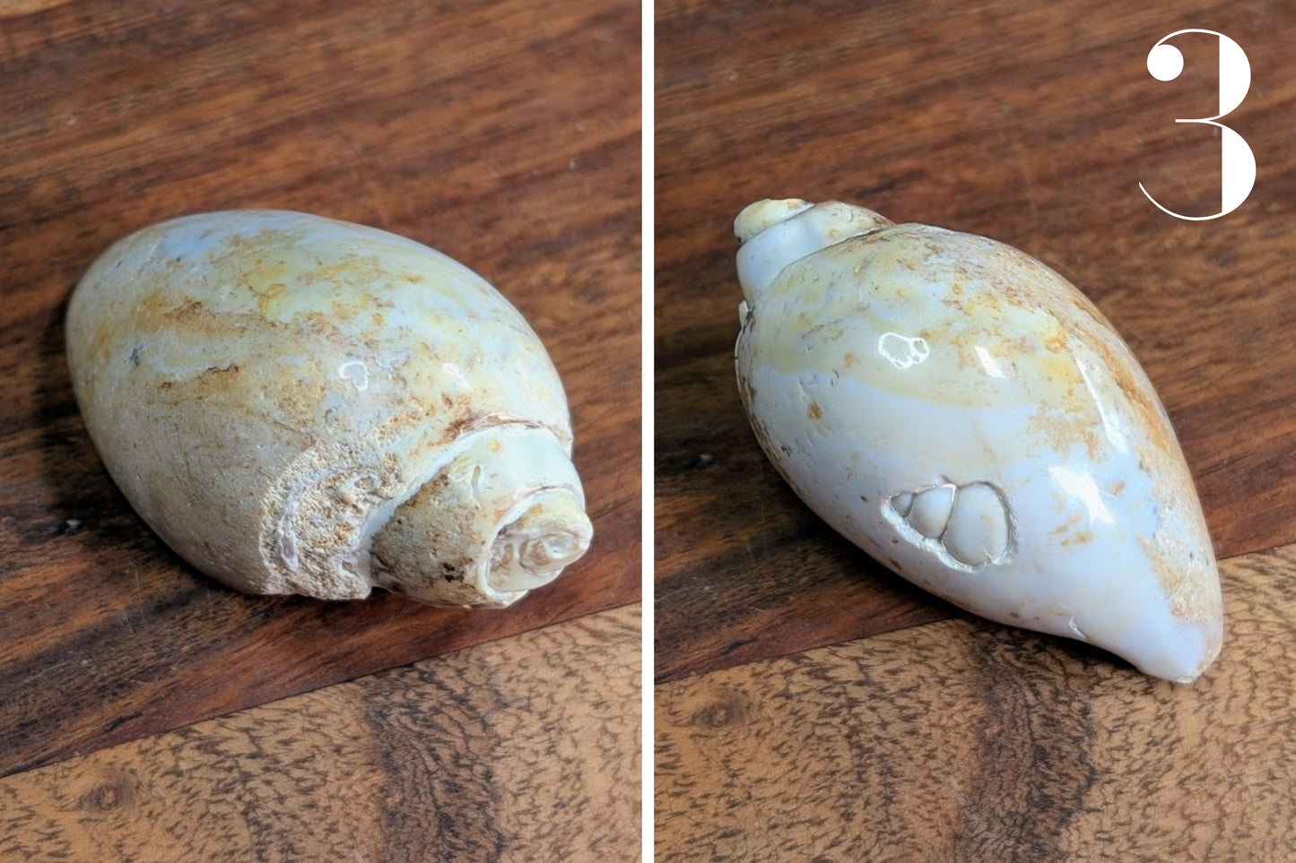 Gastropod Fossil